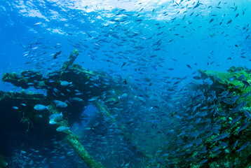 Fototapeta na wymiar School of fish at the famous Liberty ship wreck. Amazing underwater world of Tulamben, Bali, Indonesia.