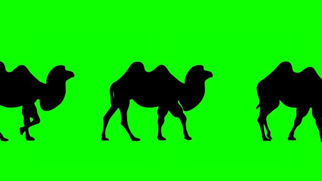 Walking Bactrian camels, animation on the green background