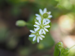 white flower