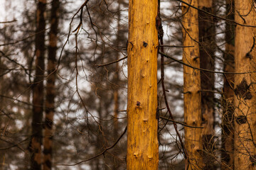Fototapeta premium Landschaft im Torfhausmoor, Nationalpark Harz, Deutschland