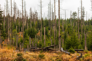 Landschaft im Torfhausmoor, Nationalpark Harz, Deutschland