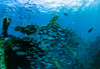 School of fish at the famous Liberty ship wreck. Amazing underwater world of Tulamben, Bali, Indonesia.	