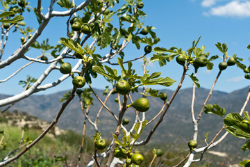 Green figs on a tree in the mountains