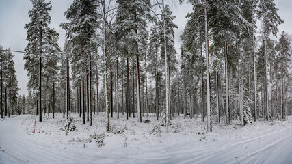 A snowscape view of winter wonderland trees covered with white snow in a panoramic