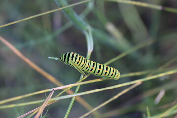 Gusano Arracache Cartepilla