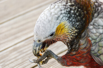 South Island Kaka (Nestor meridionalis meridionalis), endemic parakeet living in forests of New Zealand. 
Close up of a parrot eating nuts on a veranda on Stewart Island.
