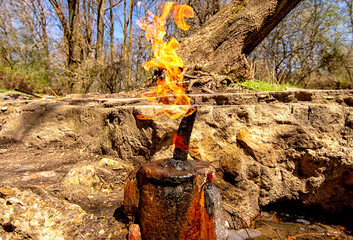 campfire in the forest