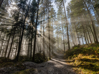 Naklejka premium Wald und Sonnenstralen