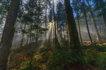 Fototapeta premium Wald und Sonnenstralen