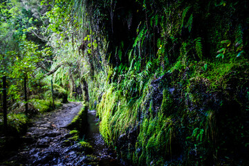 Luxurious vegetation of the pathway to Levada do Caldeirão Verde in Madeira Island