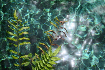 Blue and turquoise looking water surface in a cenote in mexico, the water is transparent, you can see some waves with bright light from the sun, perfect refresh for a sunny days