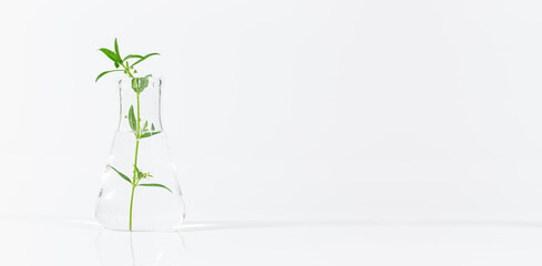 Test tubes with plants growing in nutrient medium standing in laboratory tube adaptor over white background with copy space for the text