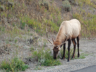 Elk grazing in the grass