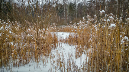 Reeds in the snow in winter