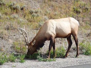 Elk grazing in the grass