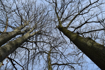 Crowns of tall trees against the sky.