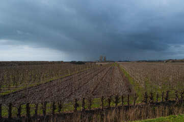 vineyard in autumn with upcoming storm in Zeeland, The Netherlands 