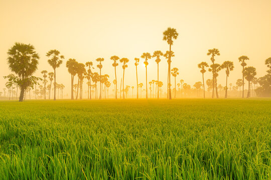 Dong Tan Trees In Green Rice Field In National Park At Sunset In Sam Khok District In Rural Area, Pathum Thani, Thailand. Nature Landscape Tourist Attraction In Travel Trip Concept.