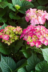 Pink Hydrangea,beautiful hydrangea flower, pink violet blue color, large inflorescence in the shape of a ball