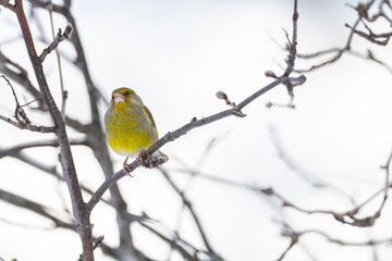 The European greenfinch or simply the greenfinch (Chloris chloris)