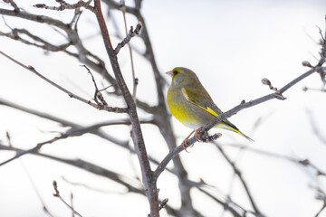 The European greenfinch or simply the greenfinch (Chloris chloris)