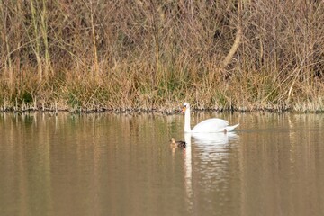 portrait of white swan on a lake