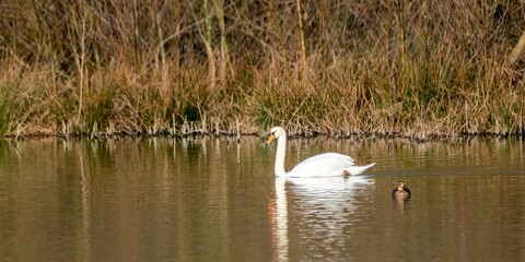 portrait of white swan on a lake