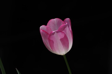 tulip