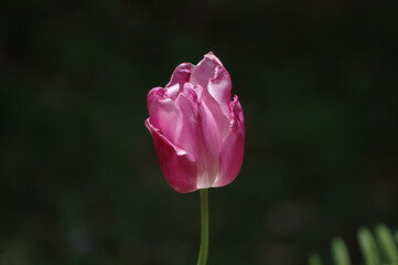 pink tulip flower