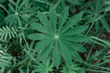 lupine leaves close up. green natural background