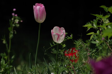 pink tulips in the garden