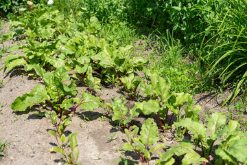 beds with young beet sprouts on the farm