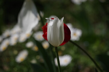 red poppy flower
