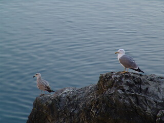 Dos gaviotas miran al mar Cantábrico desde lo alto de un acantilado en la costa española