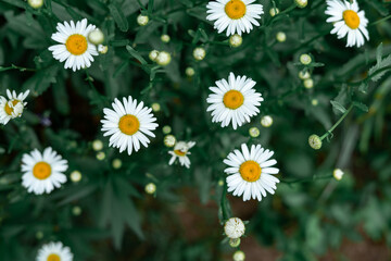 white wildflowers daisies on dark green foliage background