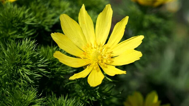 Spring yellow pheasant's eye, blooming plant closeup, Adonis vernalis