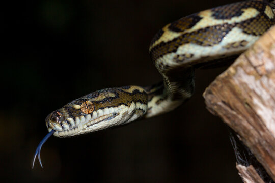 Close-up of a young coastal Carpet Python (Morelia spilota mcdowelli) flicking its tongue against a black background.