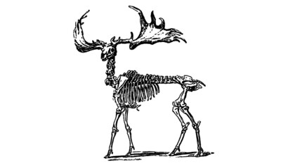 Illustration of Stag Skeleton Isolated on White Background