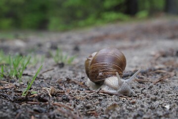 Helix pomatia on the road in forest.  Common names the Roman snail, Burgundy snail, edible snail or escargot. 
