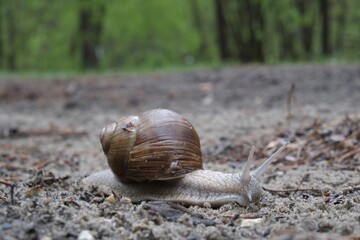 Helix pomatia on the road in forest.  Common names the Roman snail, Burgundy snail, edible snail or escargot. 