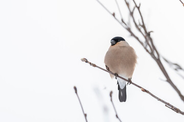 The Eurasian bullfinch, common bullfinch or bullfinch (Pyrrhula pyrrhula)