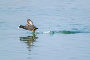 flight of macroule coot on a lake