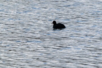 view of macroule coot on a lake