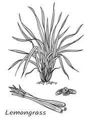 Lemongrass (Cymbopogon), plant and raw materials, black and white vector illustration. Used in cooking, perfumery, medicine. The image of this plant can be applied to labels, packaging, menus, etc.