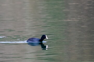 view of macroule coot on a lake