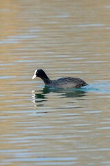 view of macroule coot on a lake
