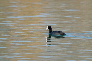 view of macroule coot on a lake