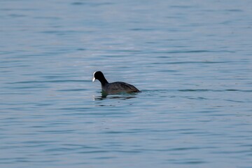 Fototapeta premium view of macroule coot on a lake