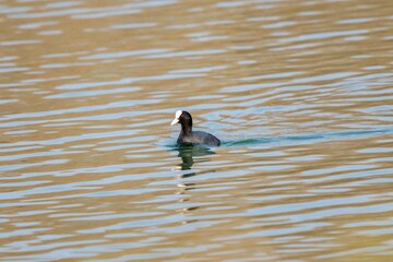 view of macroule coot on a lake