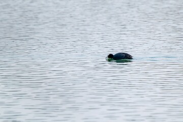 view of macroule coot on a lake